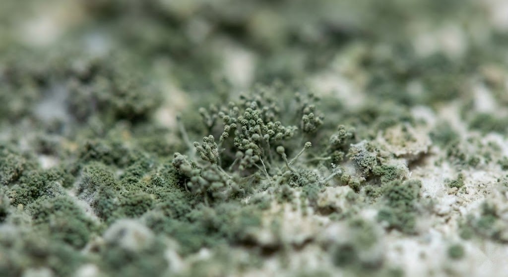 Best Mold Removal Company In Albuquerque, NM